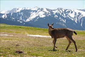 Olympic NP